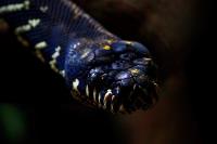 Black Python�